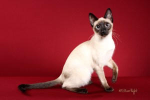 Asteria - Seal Point Queen