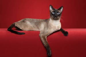 Katsumoto - Seal Point Stud