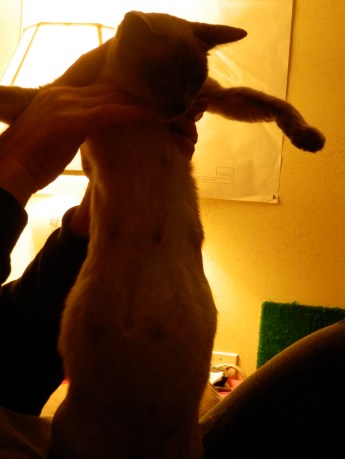 Any minute and POW!!! kittens